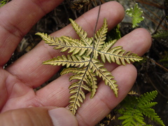 Notholaena sulphurea