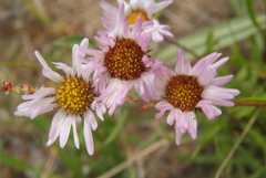 Erigeron silenifolius