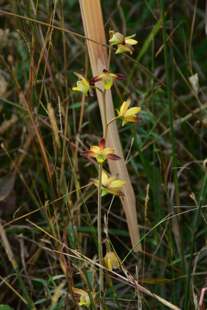 Eulophia pratensis