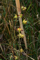 Eulophia pratensis
