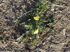 Oenothera primiveris