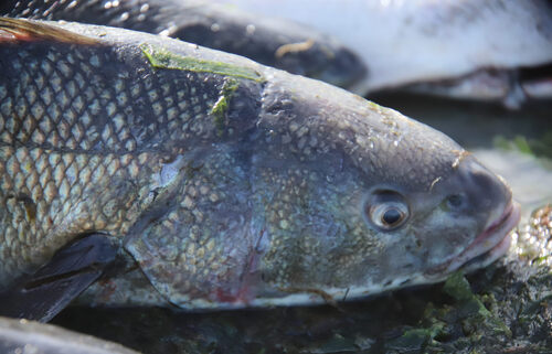 Patagonian blennie (Eleginops maclovinus) — Eleginopsidae — 5