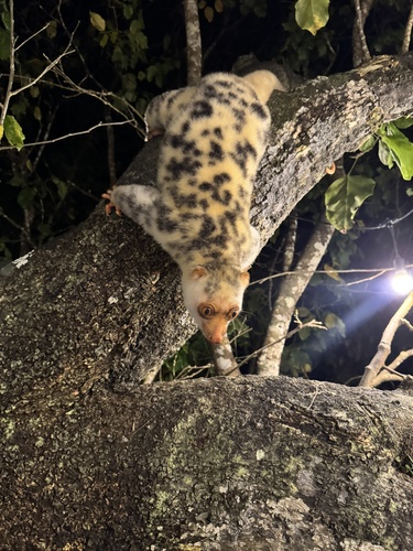 Spilocuscus papuensis