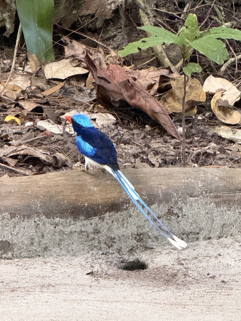 Common Paradise Kingfisher (Tanysiptera galatea)