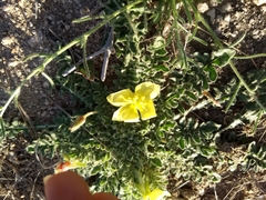 Oenothera primiveris