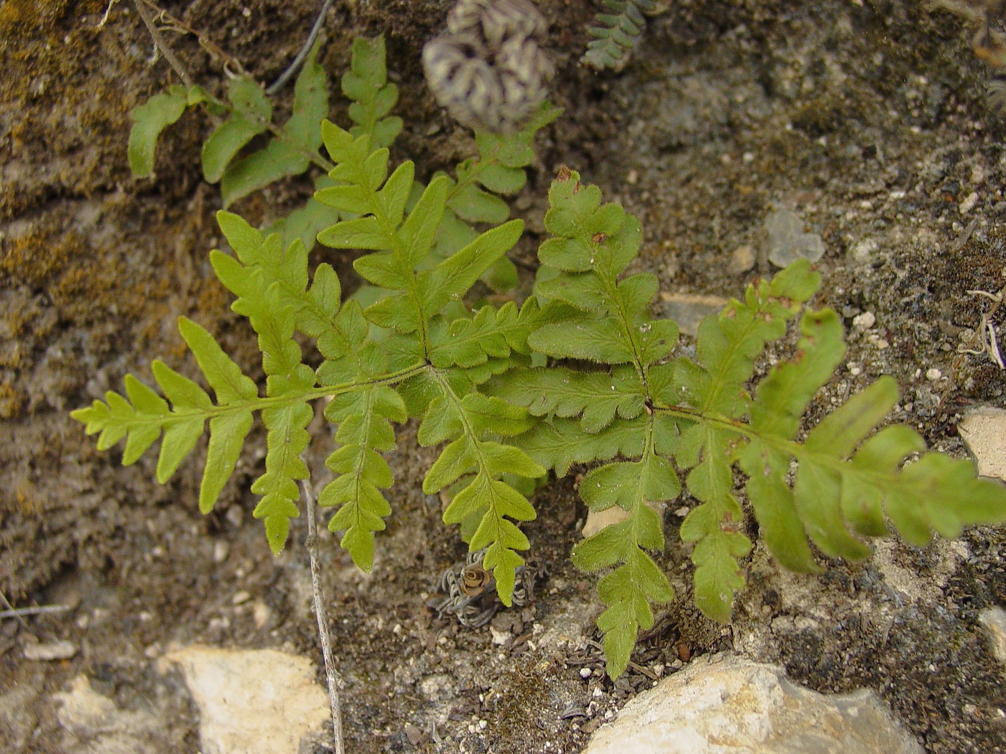 Cheiloplecton rigidum