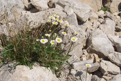 Erigeron silenifolius