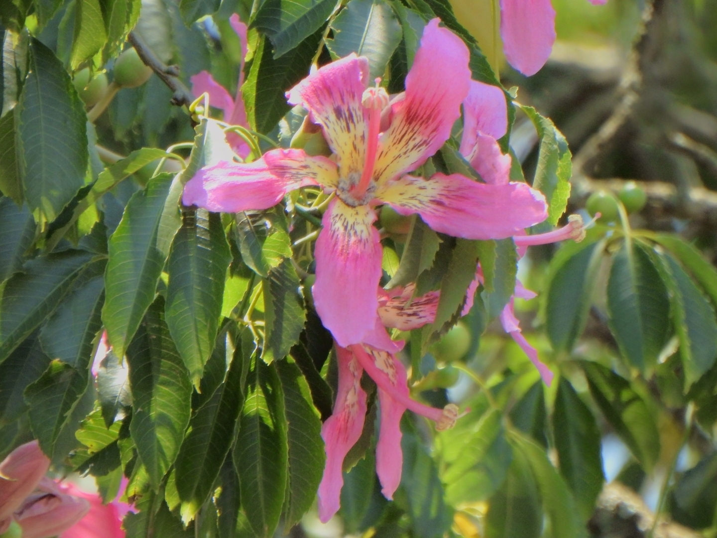 Silk Floss Tree (Ceiba speciosa)