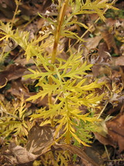 Artemisia armeniaca