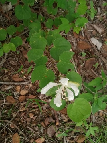 Spiny white orchid tree (Bauhinia aculeata)