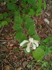 Bauhinia aculeata, photograph (c) Raúl A. Ruiz M., some rights reserved (CC BY)