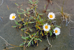 Erigeron silenifolius