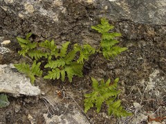 Cheiloplecton rigidum