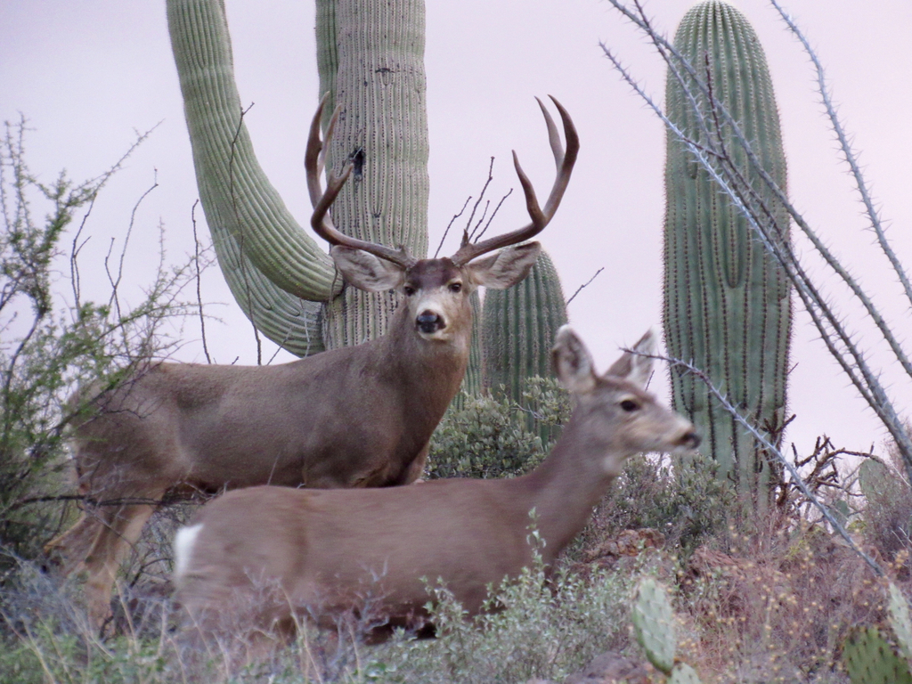 Burro Deer
