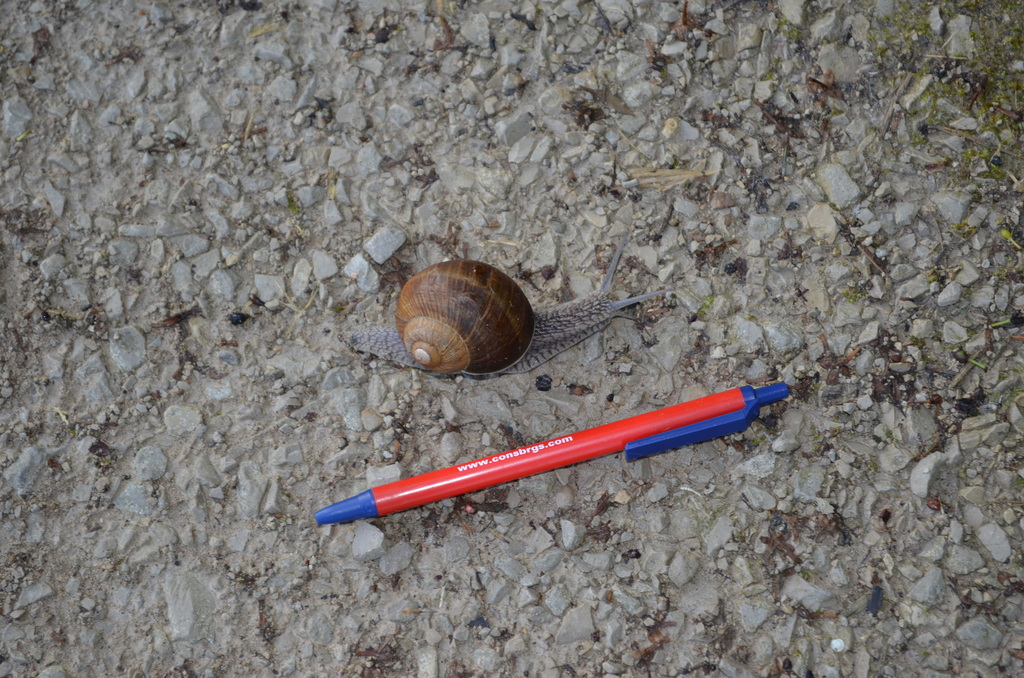roman-snail-from-frauenaurach-91056-erlangen-germany-on-june-4-2013