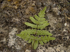 Cheiloplecton rigidum