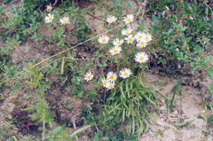 Erigeron silenifolius