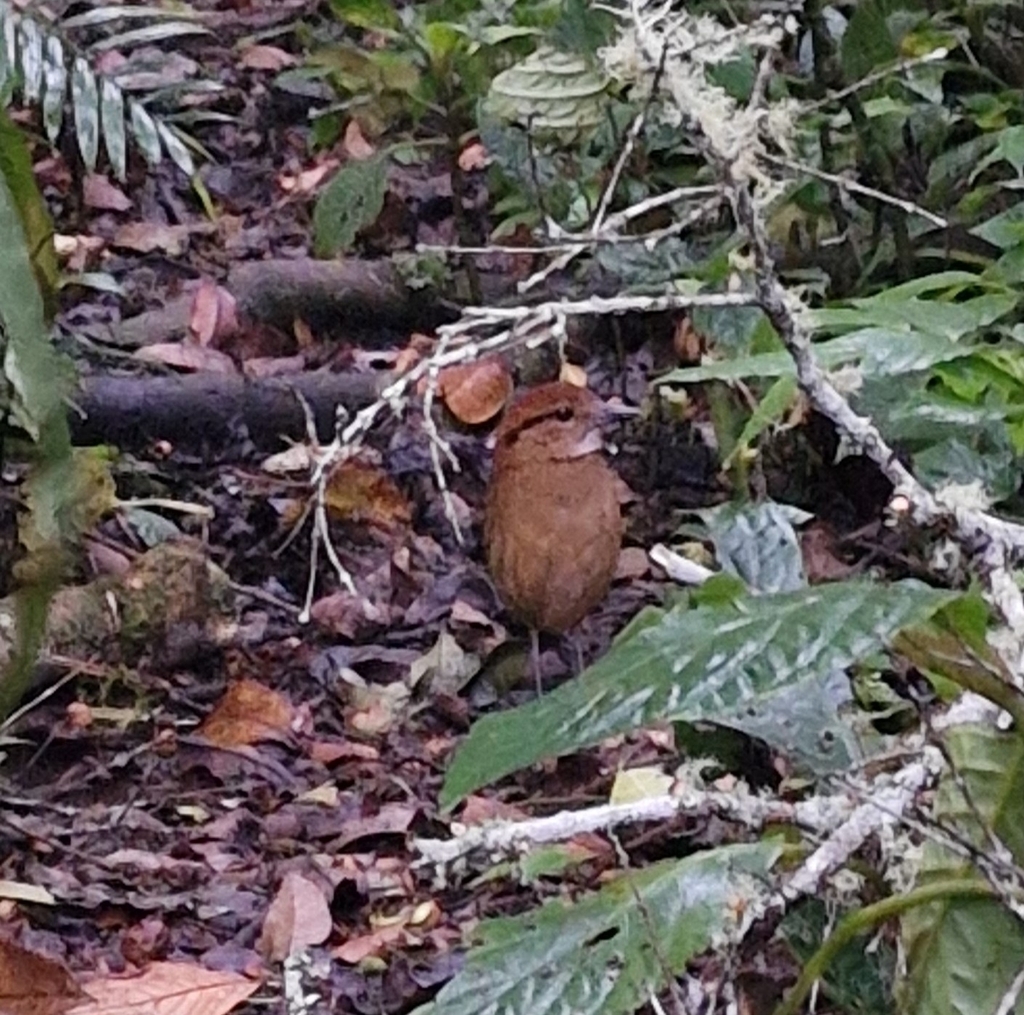 Schneider's Pitta (Pitta schneideri)