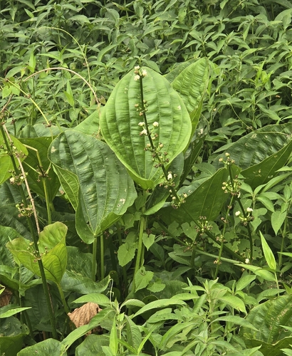 Large-flowered Amazon (Echinodorus grandiflorus)