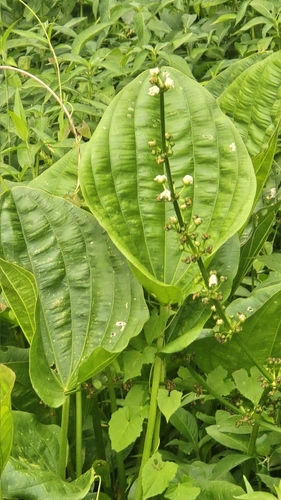 Aquarius grandiflorus, photograph 5