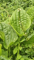 Aquarius grandiflorus, photograph Andrii Khokhlov, CC BY, iNaturalist via GBIF