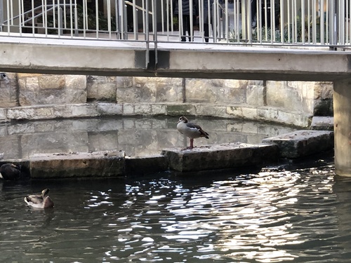 iNaturalist: (c) Aleksander Røberg-Larsen, some rights reserved (CC BY-NC), uploaded by Aleksander Røberg-Larsen iNaturalist image