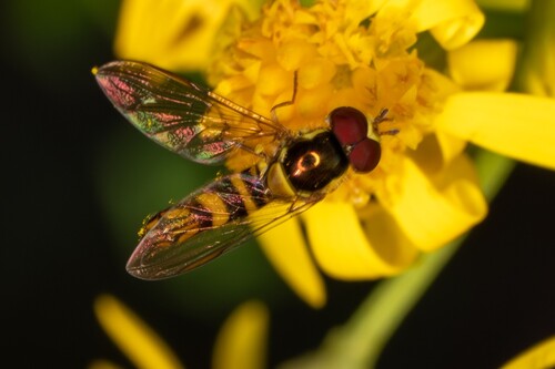 Unknown species found near Highlands/Perkins, Baton Rouge, LA, USA