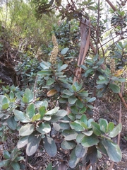 Escallonia pulverulenta