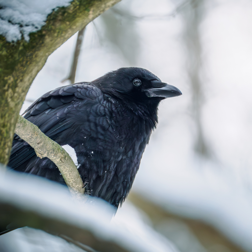 January Crow American Crow from Kirkmere, Youngstown, OH, USA on January 28, 2026 at ...
