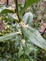 Sarcococca confusa