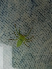 Micrommata