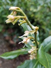 Sarcococca confusa