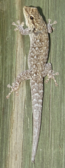 Lygodactylus chobiensis