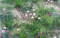 Erigeron silenifolius