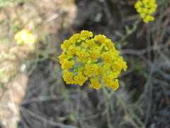 Achillea glaberrima