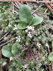 Pyxidanthera brevifolia