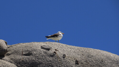 iNaturalist: (c) Sebastian Sagredo Silva, some rights reserved (CC BY-NC), uploaded by Sebastian Sagredo Silva iNaturalist image