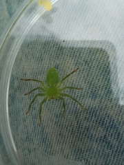 Micrommata
