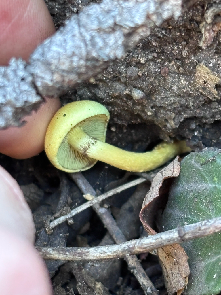 Hypholoma fasciculare · January 2026 · photo: © reago (iNaturalist, cc-by)