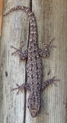 Lygodactylus chobiensis