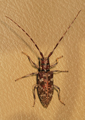 Monochamus obtusus