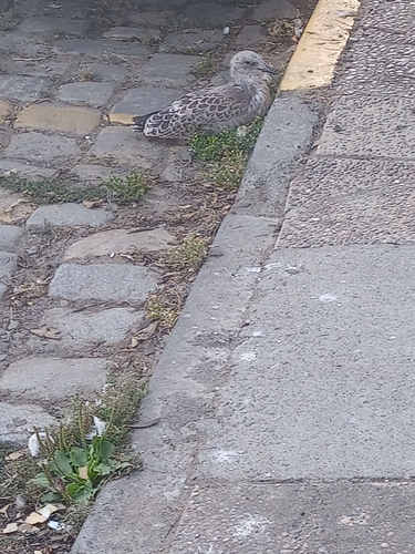 iNaturalist: (c) Tania Ester Castillo Lagos, some rights reserved (CC BY-NC), uploaded by Tania Ester Castillo Lagos iNaturalist image