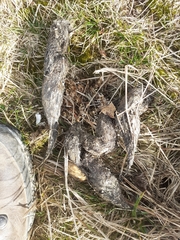 Canis lupus italicus