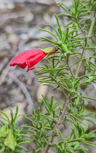 Scarlet Mintbush (Prostanthera aspalathoides)