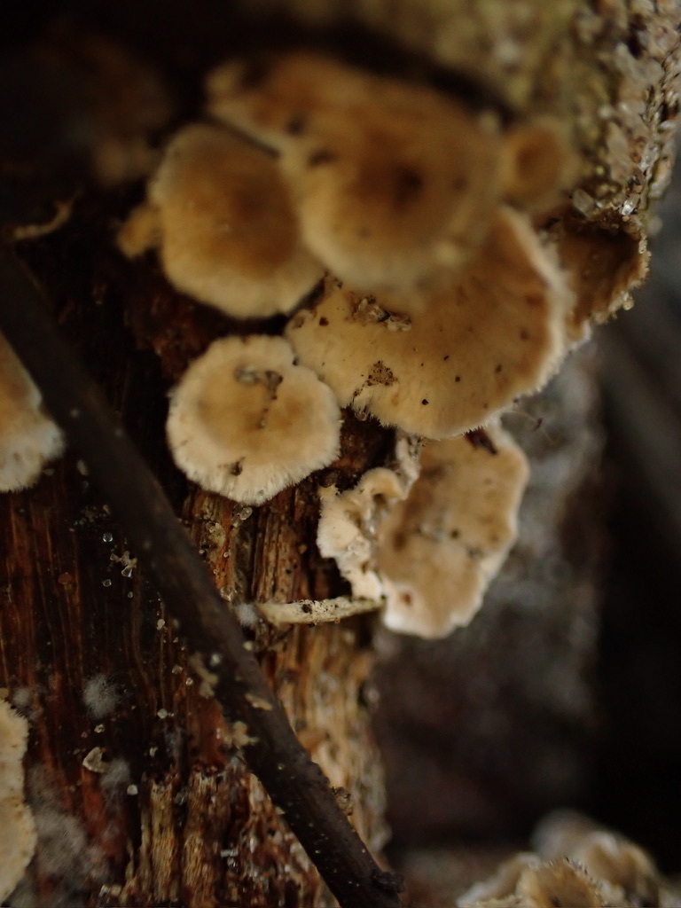 Stereum ochraceoflavum · January 2026 · photo: © reago (iNaturalist, cc-by)
