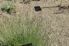 Dianthus laricifolius
