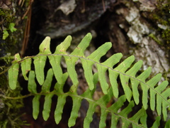 Polypodium martensii