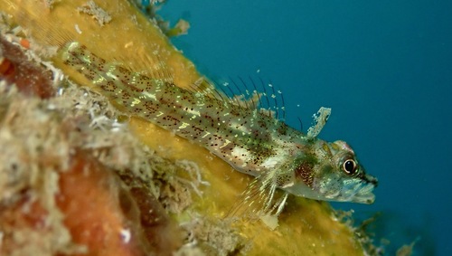 Pygmy threefin (Enneapterygius nanus) — Tripterygiidae