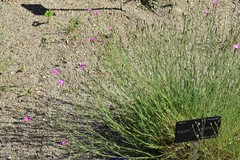 Dianthus laricifolius
