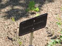 Dianthus pungens
